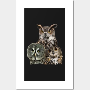 Owls Posters and Art